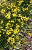 I fiori da giardino Falso Aglio, Nothoscordum foto, caratteristiche giallo