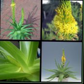 Gartenblumen Bulbine, Bulbinella, Brennen Gelee Pflanze, Gestielt Bulbine, Orange Bulbine foto, Merkmale gelb