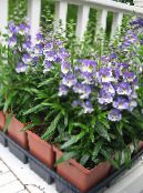les fleurs du jardin Angelonia Serena, Snapdragon D'été, Angelonia angustifolia photo, les caractéristiques bleu ciel