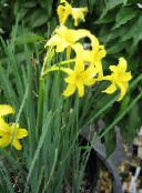 I fiori da giardino Narciso Peruviano, Profumato Giglio Fata, Delicato Giglio, Chlidanthus fragrans foto, caratteristiche giallo