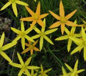 Gartenblumen Gemalt Pfaublume, Pfau Sterne, Spiloxene foto, Merkmale gelb
