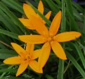 Gartenblumen Gemalt Pfaublume, Pfau Sterne, Spiloxene foto, Merkmale orange