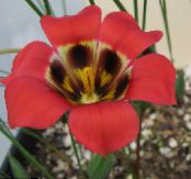 les fleurs du jardin Romulea photo, les caractéristiques rouge