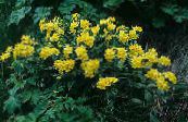 Gartenblumen Arnebia, Arnebia  pulchra foto, Merkmale gelb