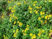 I fiori da giardino Arnica, Arnica sachalinensis foto, caratteristiche giallo