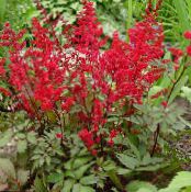 I fiori da giardino Astilbe, La Barba Falso Di Capra, Fanal foto, caratteristiche rosso