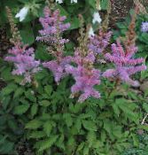 I fiori da giardino Astilbe, La Barba Falso Di Capra, Fanal foto, caratteristiche lilla