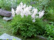 I fiori da giardino Astilbe, La Barba Falso Di Capra, Fanal foto, caratteristiche bianco
