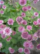 Garden Flowers Masterwort, Astrantia photo, characteristics pink