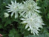 les fleurs du jardin Masterwort, Astrantia photo, les caractéristiques blanc