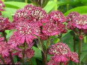 Garden Flowers Masterwort, Astrantia photo, characteristics burgundy