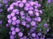 les fleurs du jardin Aster photo, les caractéristiques lilas