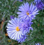 I fiori da giardino Astro, Aster foto, caratteristiche azzurro