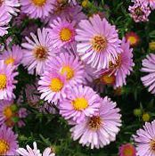 I fiori da giardino Astro, Aster foto, caratteristiche rosa