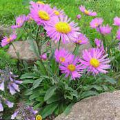 Garden Flowers Alpine Aster, Aster alpinus photo, characteristics pink
