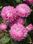 les fleurs du jardin China Aster, Callistephus chinensis photo, les caractéristiques rose