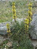 Garden Flowers King's Spear, Asphodeline photo, characteristics yellow