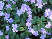 Patience Plant, Balsam, Jewel Weed, Busy Lizzie (Impatiens) light blue, characteristics, photo
