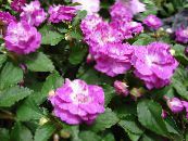 Garden Flowers Patience Plant, Balsam, Jewel Weed, Busy Lizzie, Impatiens photo, characteristics pink