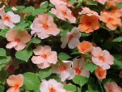 Gartenblumen Geduld Pflanze, Balsam, Juwel Unkraut, Busy Lizzie, Impatiens foto, Merkmale orange