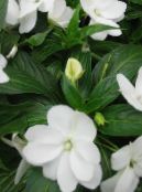 Gartenblumen Geduld Pflanze, Balsam, Juwel Unkraut, Busy Lizzie, Impatiens foto, Merkmale weiß