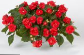 Patience Plant, Balsam, Jewel Weed, Busy Lizzie (Impatiens) red, characteristics, photo