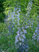 les fleurs du jardin False Indigo, Baptisia photo, les caractéristiques bleu ciel