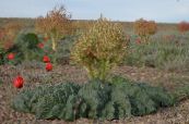 des plantes de jardin Rhubarbe, Pieplante, Da Huang, Rheum photo, les caractéristiques foncé-vert
