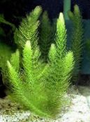  Coontail, Hornwort les plantes de l'eau, Ceratophyllum photo, les caractéristiques vert