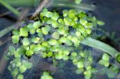  Duckweed aquatic plants, Lemna photo, characteristics light green