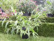 des plantes de jardin Millet des céréales, Setaria photo, les caractéristiques vert