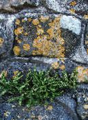des plantes de jardin Fougère Rustyback, Rouillé-Back Fougère, Écailleuse Spleenwort, Ceterach photo, les caractéristiques vert