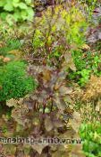 Garden Plants Mitsu-ba, Japanese Honeywort, Japanese Parsley leafy ornamentals, Cryptotaenia photo, characteristics burgundy,claret