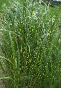 Garden Plants Spartina, Prairie Cord Grass cereals photo, characteristics light green
