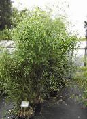 des plantes de jardin Bambou des céréales, Phyllostachys photo, les caractéristiques vert