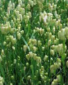 des plantes de jardin L'herbe Tremble des céréales, Briza photo, les caractéristiques vert