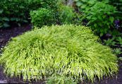 Garden Plants Hakone Grass, Japanese Forest Grass cereals, Hakonechloa photo, characteristics multicolor