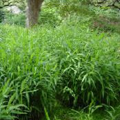 Garden Plants Spangle grass, Wild oats, Northern Sea Oats cereals, Chasmanthium photo, characteristics green