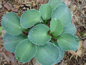 Plantain lily (Hosta) Leafy Ornamentals light blue, characteristics, photo