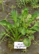  Water plantain, Alisma photo, characteristics green