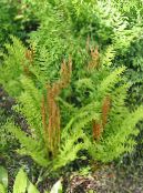 Garden Plants Flowering fern, Osmunda photo, characteristics light green