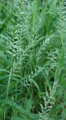 des plantes de jardin Herbe Bottlebrush des céréales, Hystrix patula photo, les caractéristiques vert