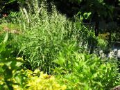Le piante da giardino Erba Bottlebrush graminacee, Hystrix patula foto, caratteristiche chiaro-verde