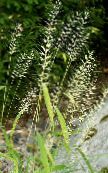 des plantes de jardin Herbe Bottlebrush des céréales, Hystrix patula photo, les caractéristiques clair-vert