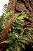 Male fern, Buckler fern, Autumn Fern (Dryopteris)  red, characteristics, photo