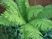 Garden Plants Male fern, Buckler fern, Autumn Fern, Dryopteris photo, characteristics light green