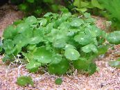  Whorled, Centella Acqua, Dollarweed, Manyflower Palude Pennywort acquatici, Hydrocotyle umbellata foto, caratteristiche verde