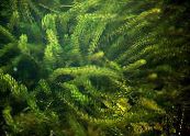  Anacharis, Kanadische Elodea, Amerikanische Wasserpest, Sauerstoff Unkraut, Elodea canadensis foto, Merkmale grün