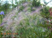 Garden Plants Foxtail barley, Squirrel-Tail cereals, Hordeum jubatum photo, characteristics green