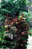des plantes de jardin Salicaire Pourpre À Franges les plantes décoratives et caduques, Lysimachia ciliata 'Purpurea' photo, les caractéristiques vineux